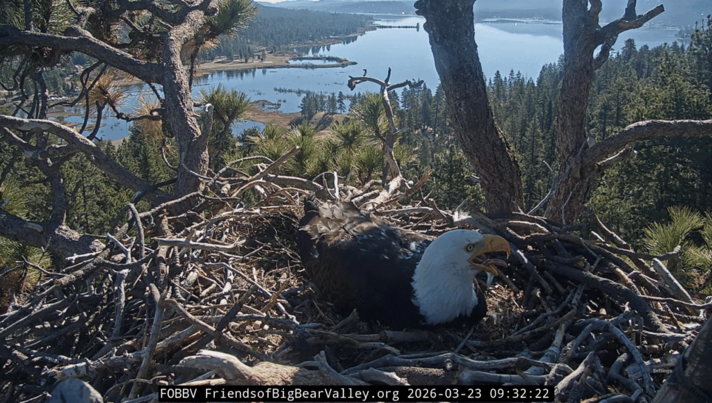 FOBBV Jackie nesting