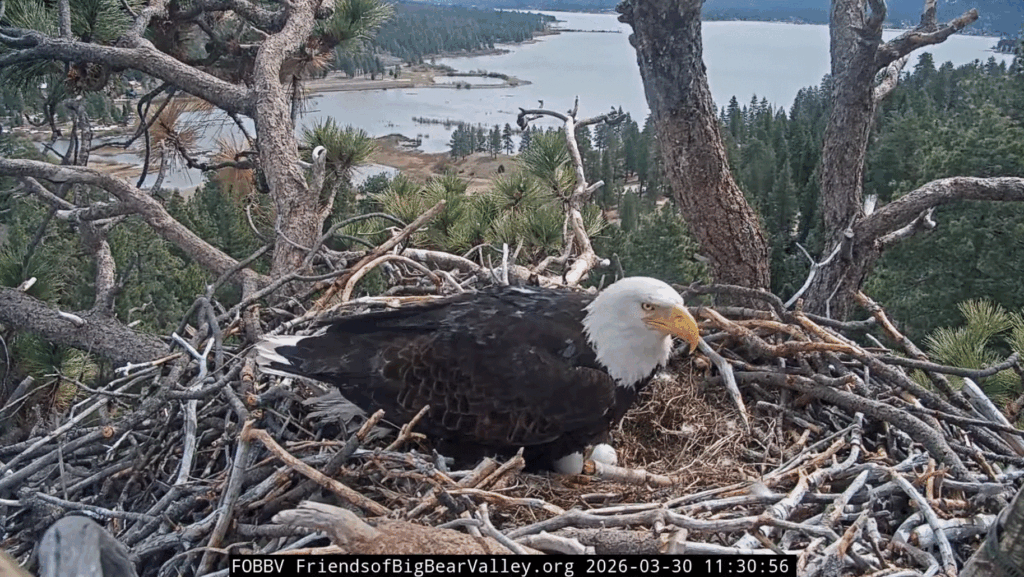 FOBBV Jackie ready for pip watch