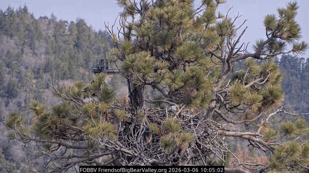 FOBBV Jackie and Shadow on alert due to ravens