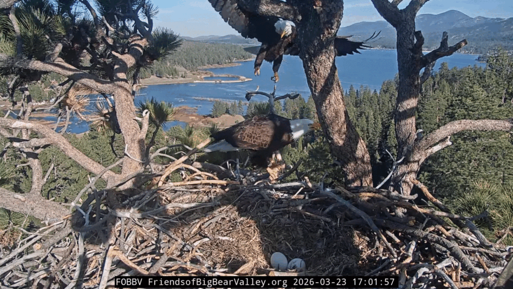 FOBBV Jackie and Shadow shift change