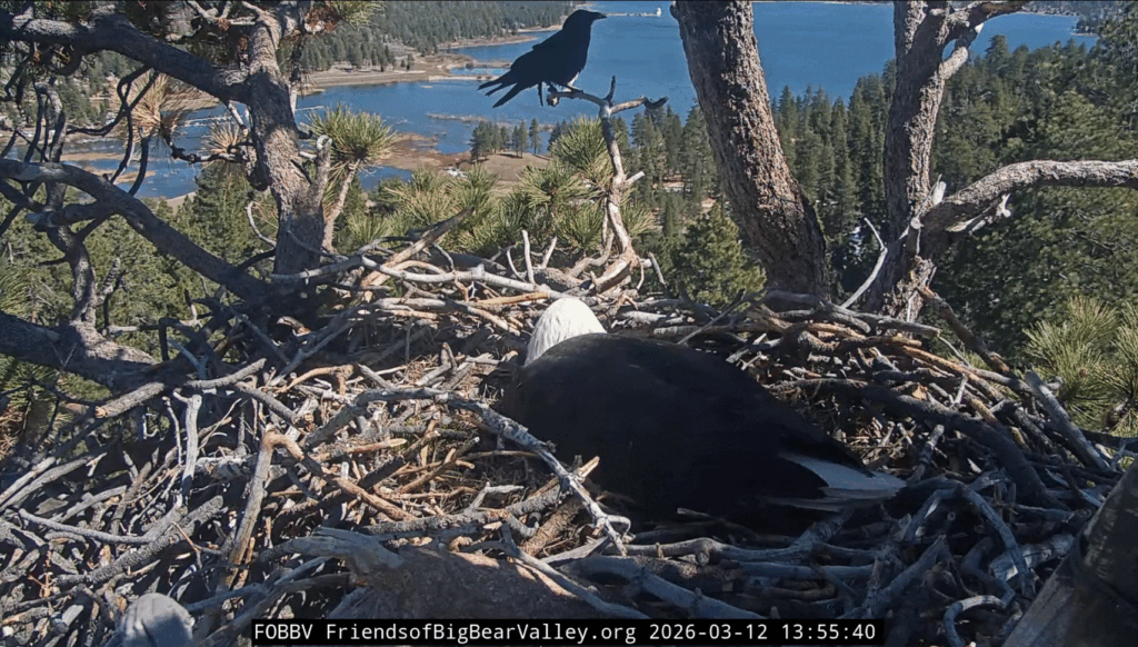 FOBBV raven shows up on the front porch while Jackie in the nest