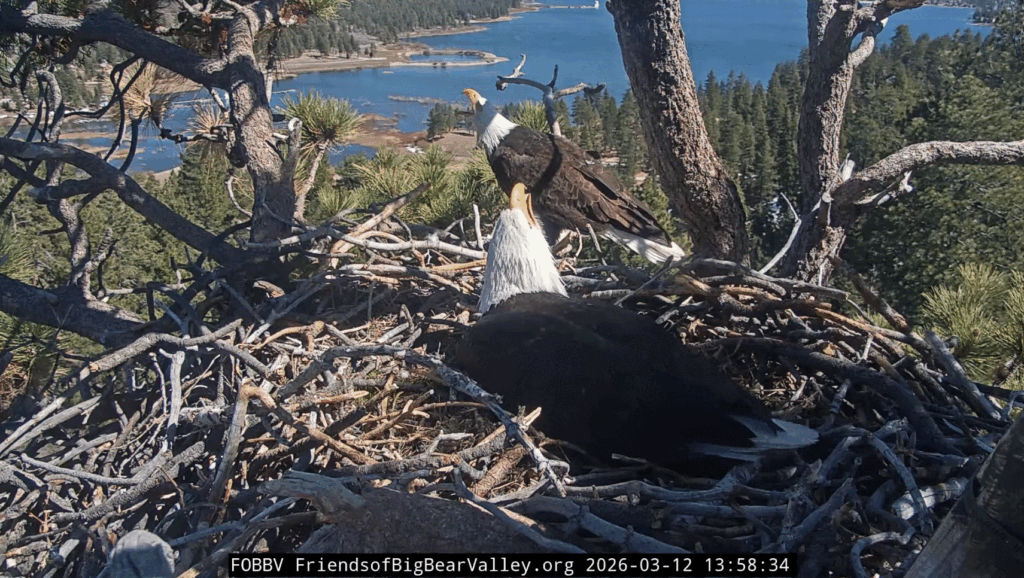 FOBBV Jackie & Shadow vocalize