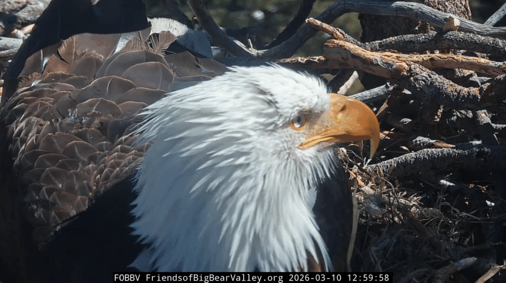 FOBBV Shadow closeup
