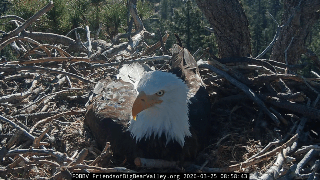 FOBBV Shadow closeup
