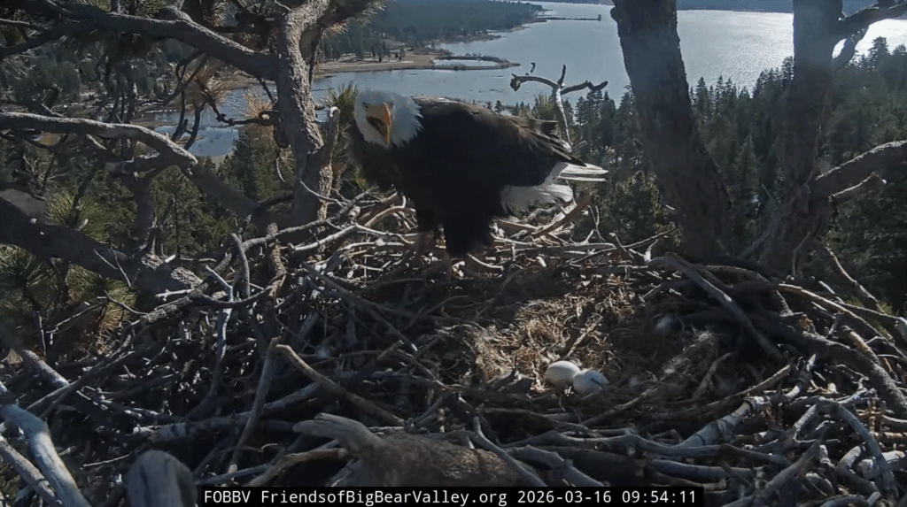 FOBBV Shadow vocalize