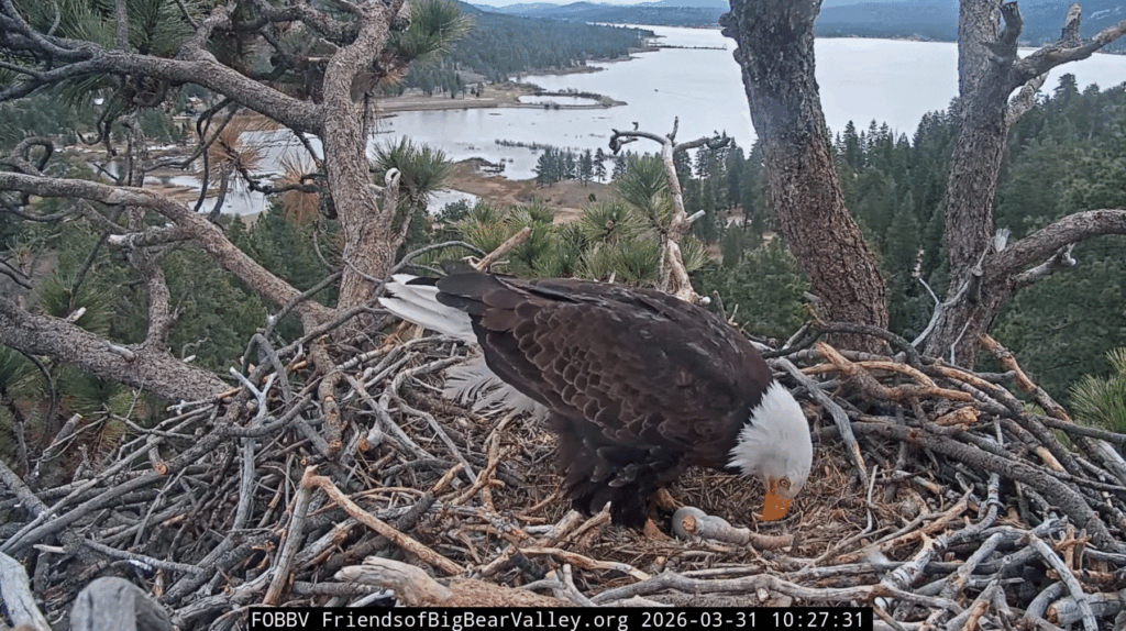 FOBBV Shadow pip watch