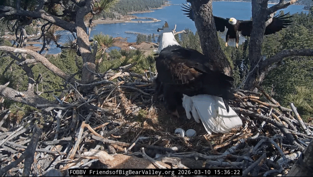 FOBBV Jackie and Shadow shift change