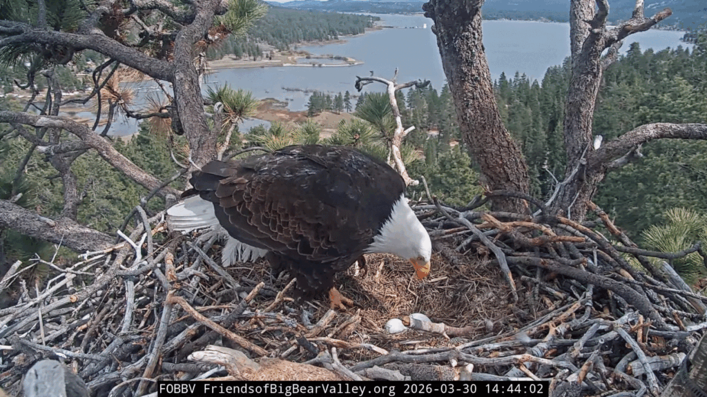 FOBBV Shadow shift change