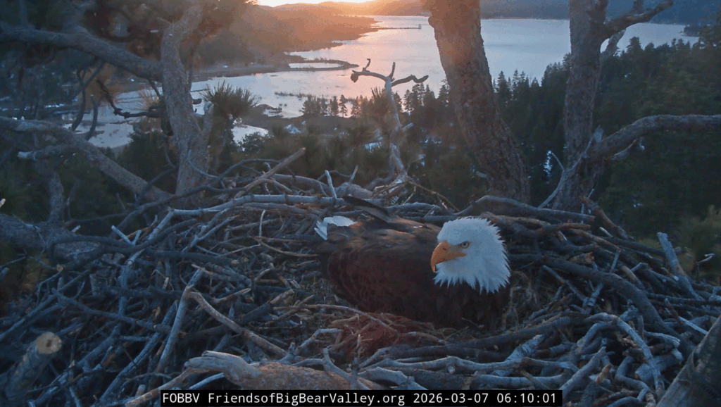 FOBBV Shadow in nest after Jackie's disappearance