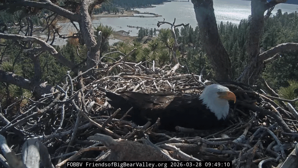 FOBBV windy day Jackie nesting