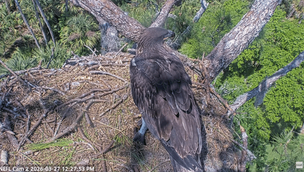NEFL Eve feeding on big fish
