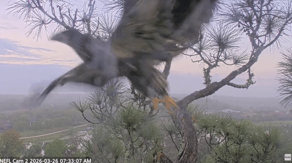 NEFL Eve fledged on 3/26/26 7:33am