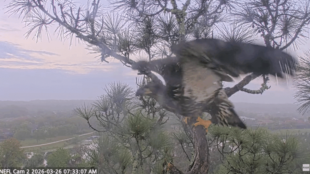 NEFL Eve getting ready to fledge