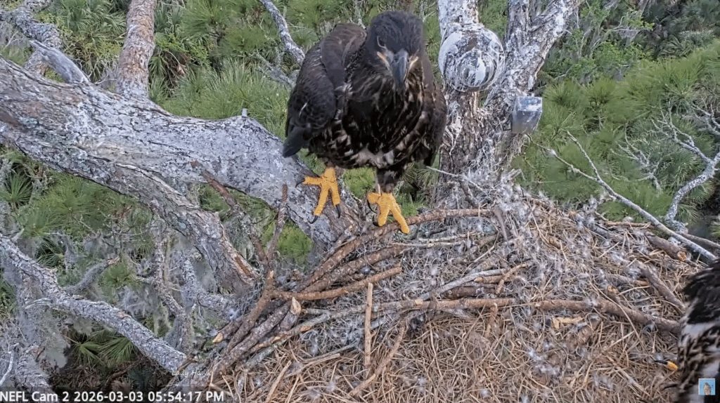 NEFL Eve and Kai branches on 3/3/26