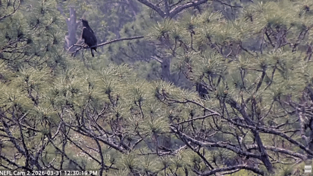 NEFL siblings exploring trees