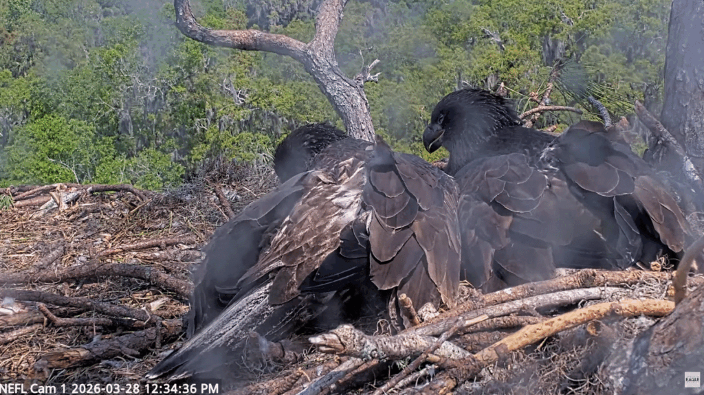 NEFL Eve and Kai napping