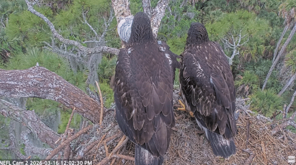 NEFL Eve and Kai size difference