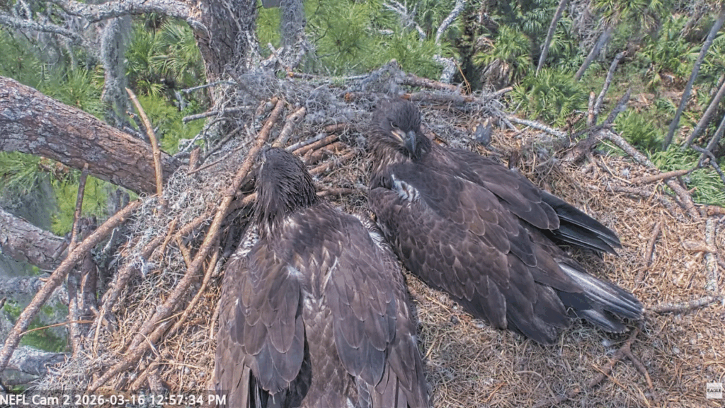 NEFL Eve and Kai size difference