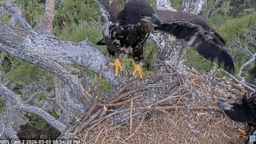 NEFL Even and Kai branches on 3/3/26