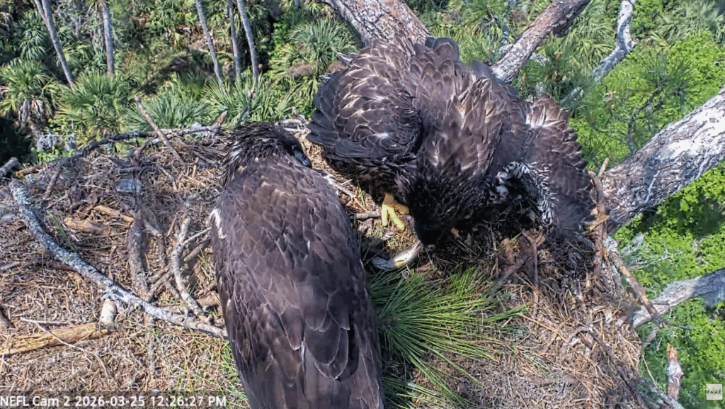 NEFL Eve mantles fish