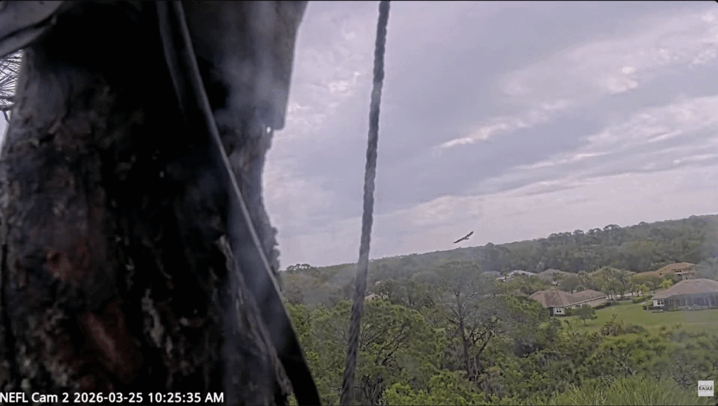 NEFL Kai second fledge