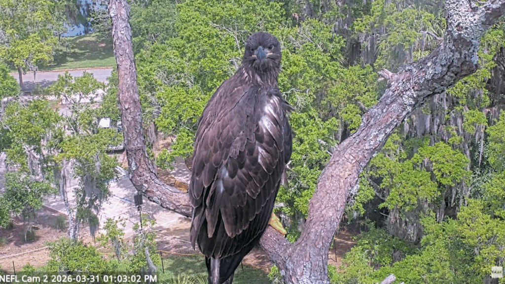 NEFL Kai closeup and flight