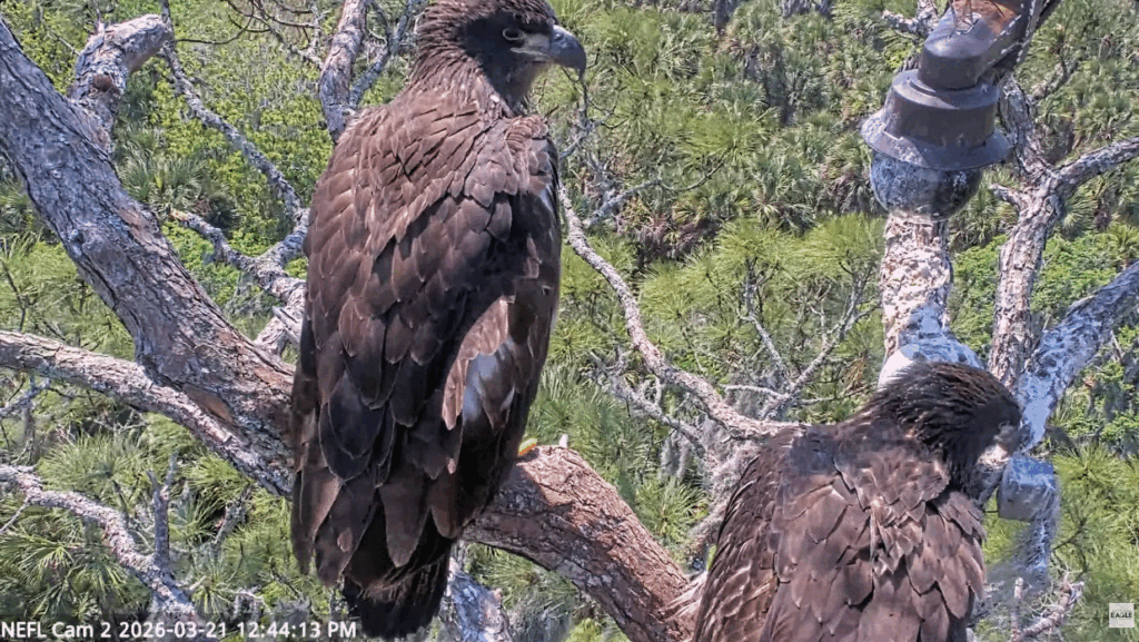 NEFL Eve and Kai on branch