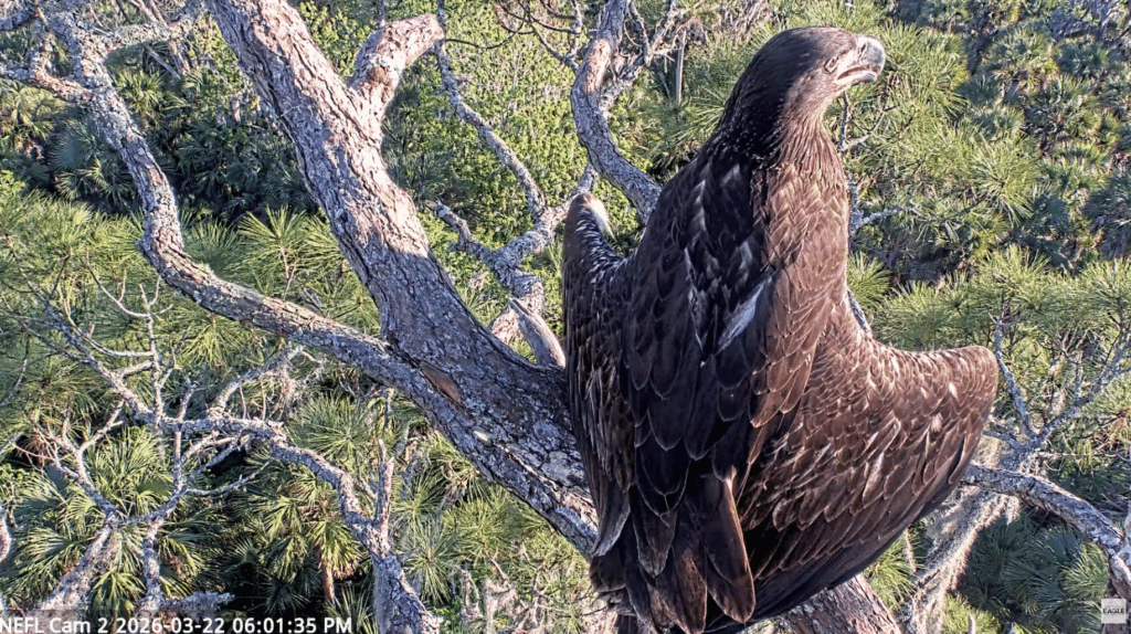 NEFL Kai on high branch