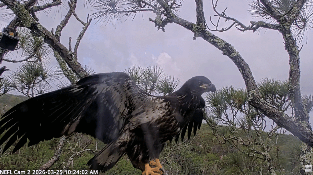 NEFL Kai fledges on 3/25/26