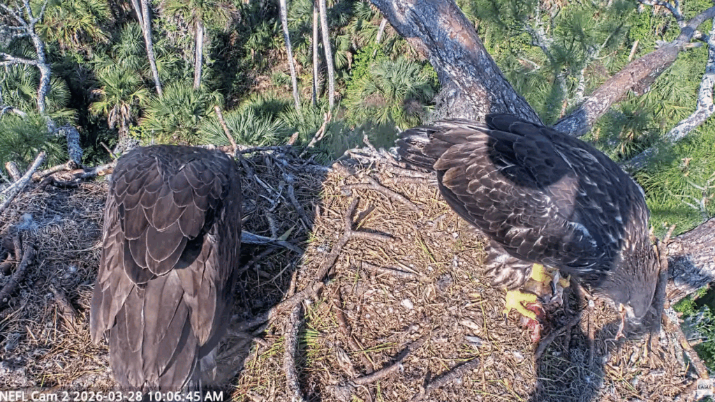 NEFL Eve and Kai feeding on big fish