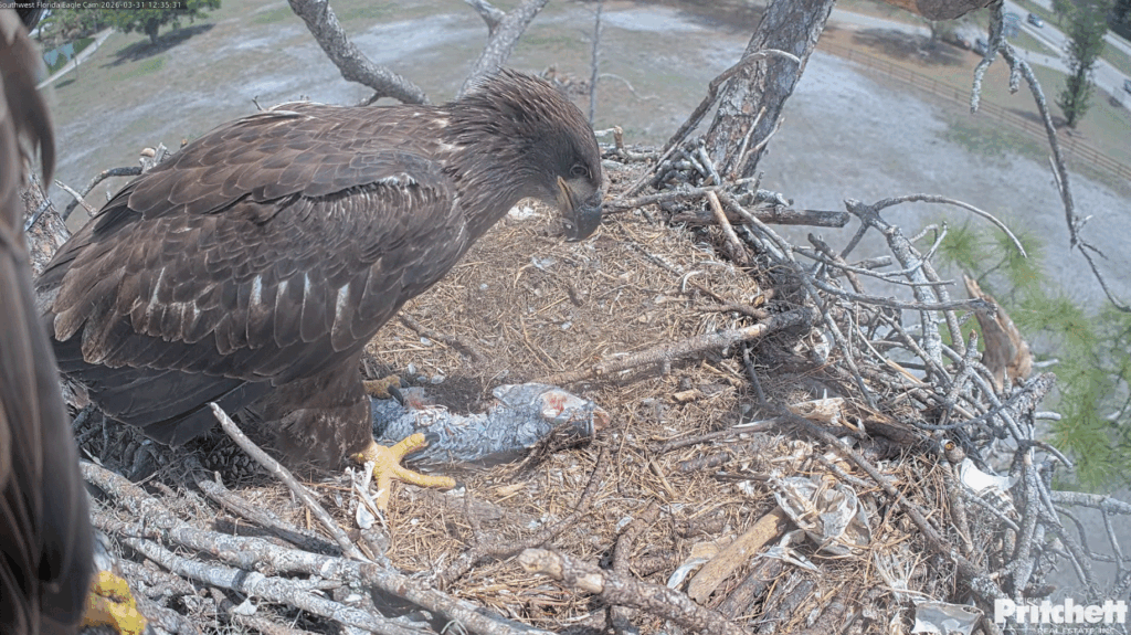 SWFL E26 feeding on fish