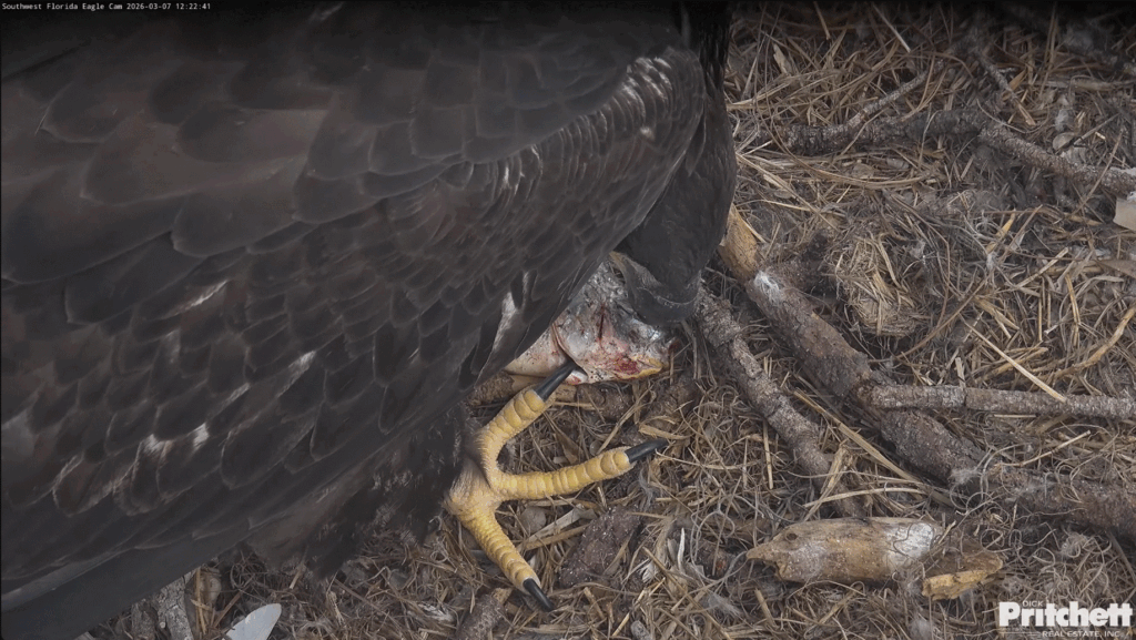 SWFL E26 feeding on fish