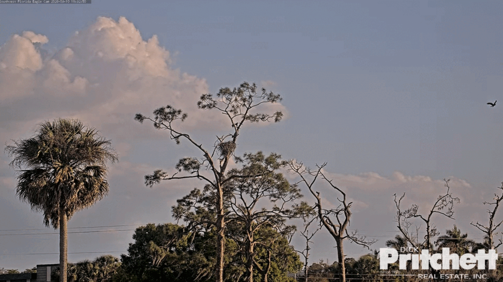 SWFL E26 fledges and turns around