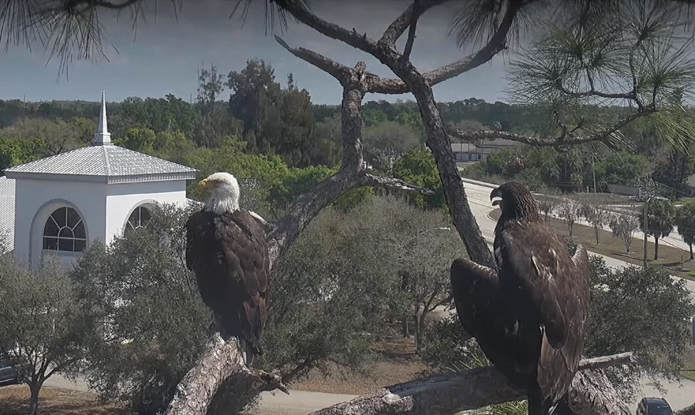 SWFL M15 E26 shares branch time