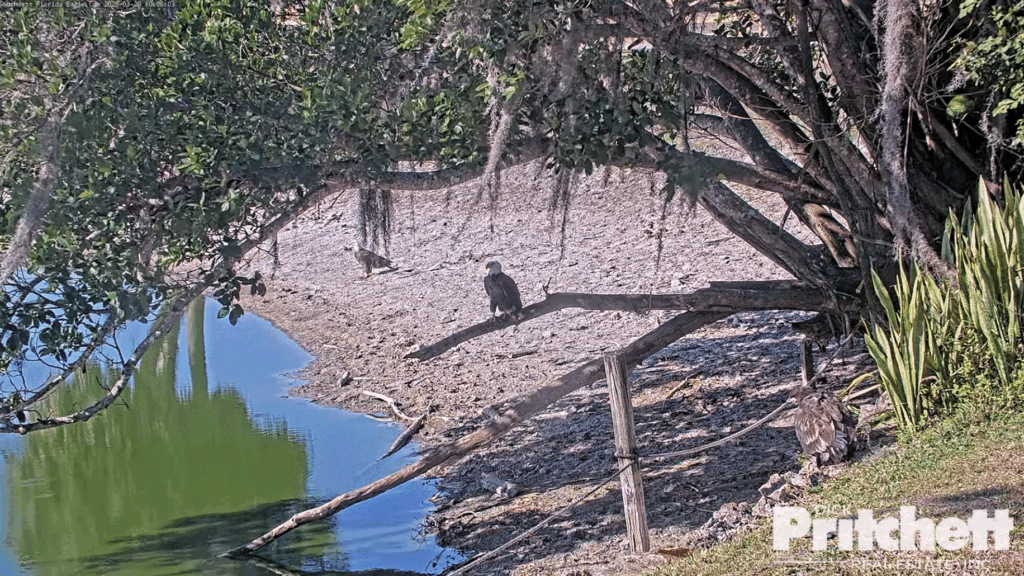 SWFL M15 E26 and intruder eagle