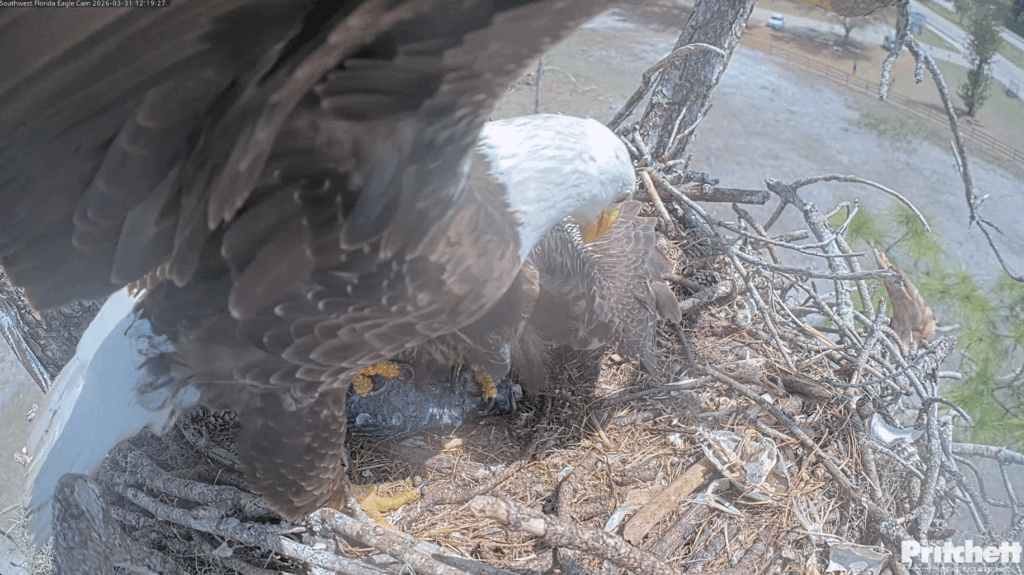 SWFL M15 delivers fish to E26