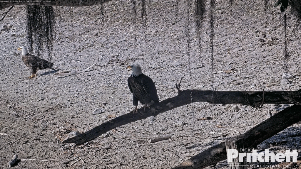 SWFL M15 and intruder eagle