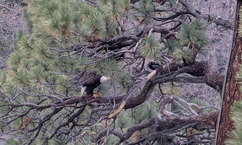 Big Bear Valley Jackie fighting ravens