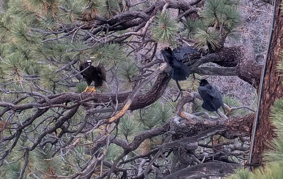 FOBBV Jackie fighting ravens