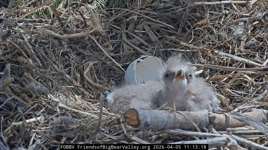 FOBBV eaglet 1 cute face