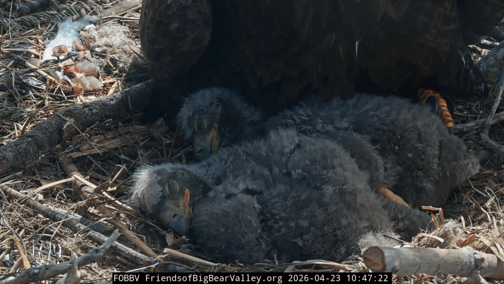 Big Bear Valley adorable eaglets sleeping