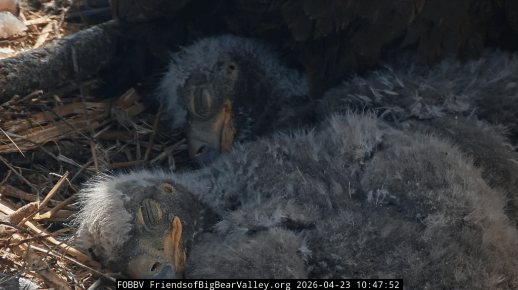 Big Bear Valley adorable eaglets sleeping