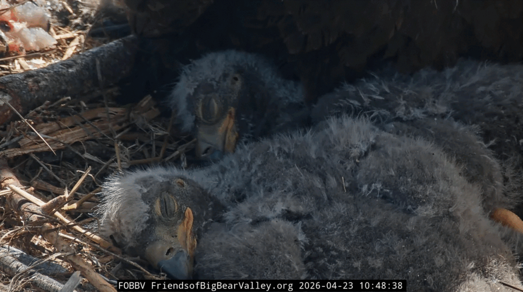 Big Bear Valley adorable eaglets sleeping