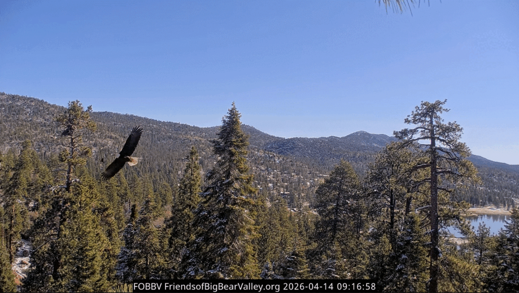 Big Bear Valley Jackie and Shadow battling ravens