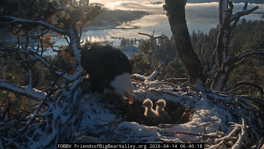 Big Bear Valley Jackie good morning eaglets
