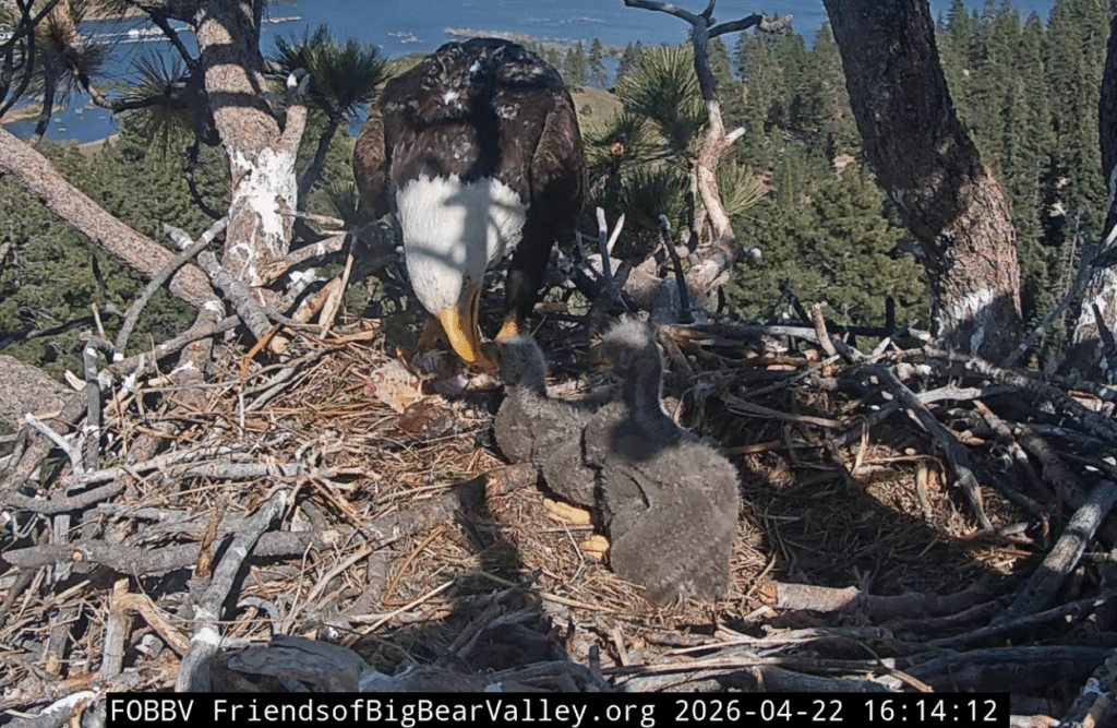 FOBBV both eaglets big crops