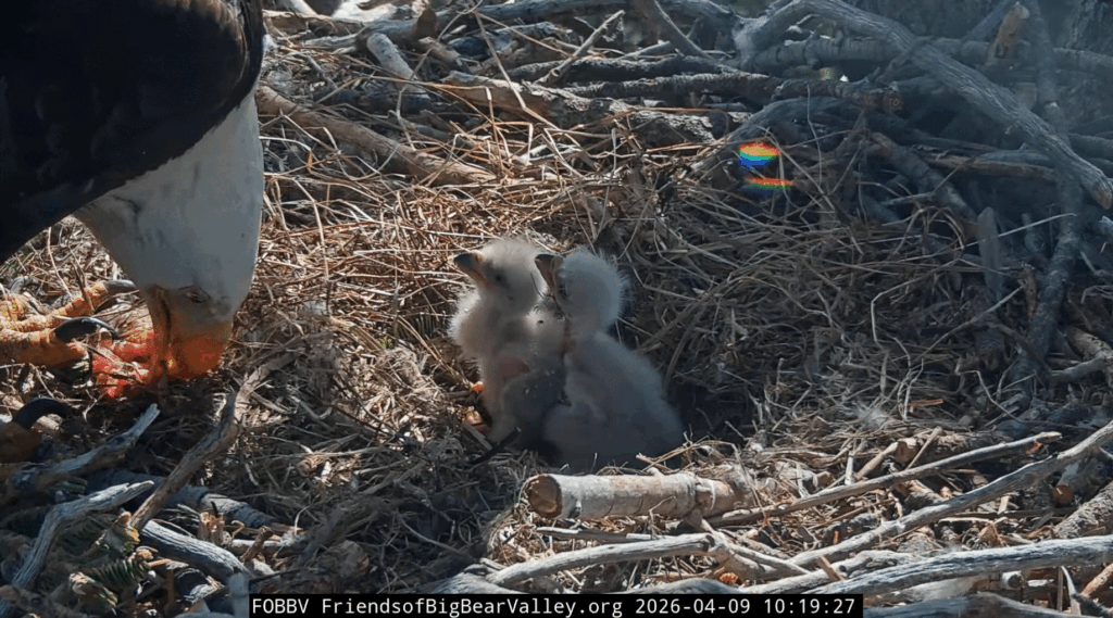FOBBV big crops on eaglets