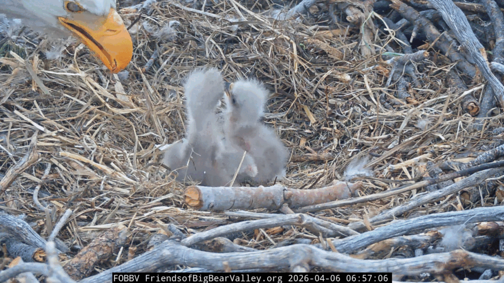 FOBBV both eaglets eating
