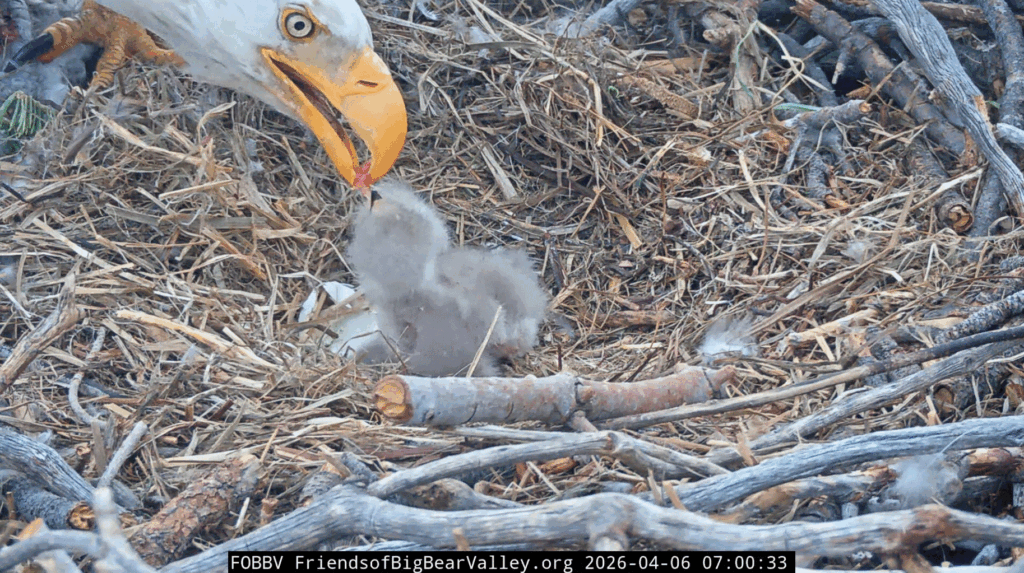 FOBBV eaglets feeding