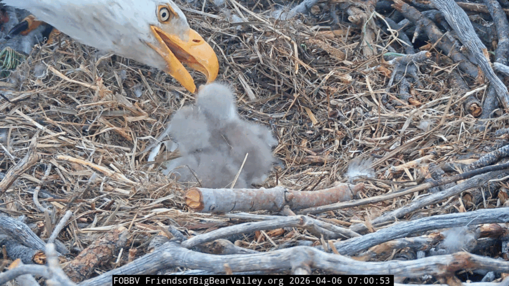FOBBV Jackie feeds eaglets